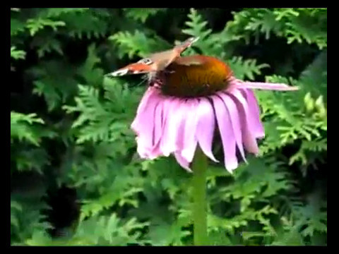 Valtz Hasti Behruz Panahi Bouye Khoshe Eshgh