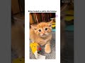 Cat Looked So Guilty After Hissing