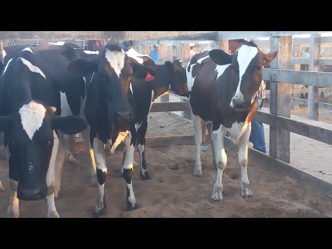 Feira de gado. NOVIHAS pra leite em Dois Riachos Alagoas 21/01/26#nordeste