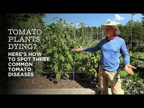 What’s Killing Your Tomato Plants? It’s Probably One of These 3 Diseases