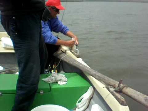 salau de valea argovei 4