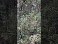 Blue Monkeys | Machame Gate | Mt. Kilimanjaro