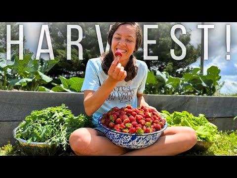 HUGE HARVEST and PRESERVING (drying herbs, strawberry jam, and more)