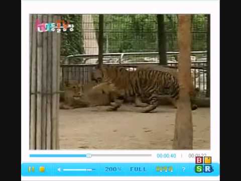 Sumatran tigers vs african lions. lions are submissive and cowards.