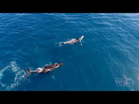 download lagu mp3 mp4 Whale Watching Redcliffe, download lagu Whale Watching Redcliffe gratis, unduh video klip Whale Watching Redcliffe