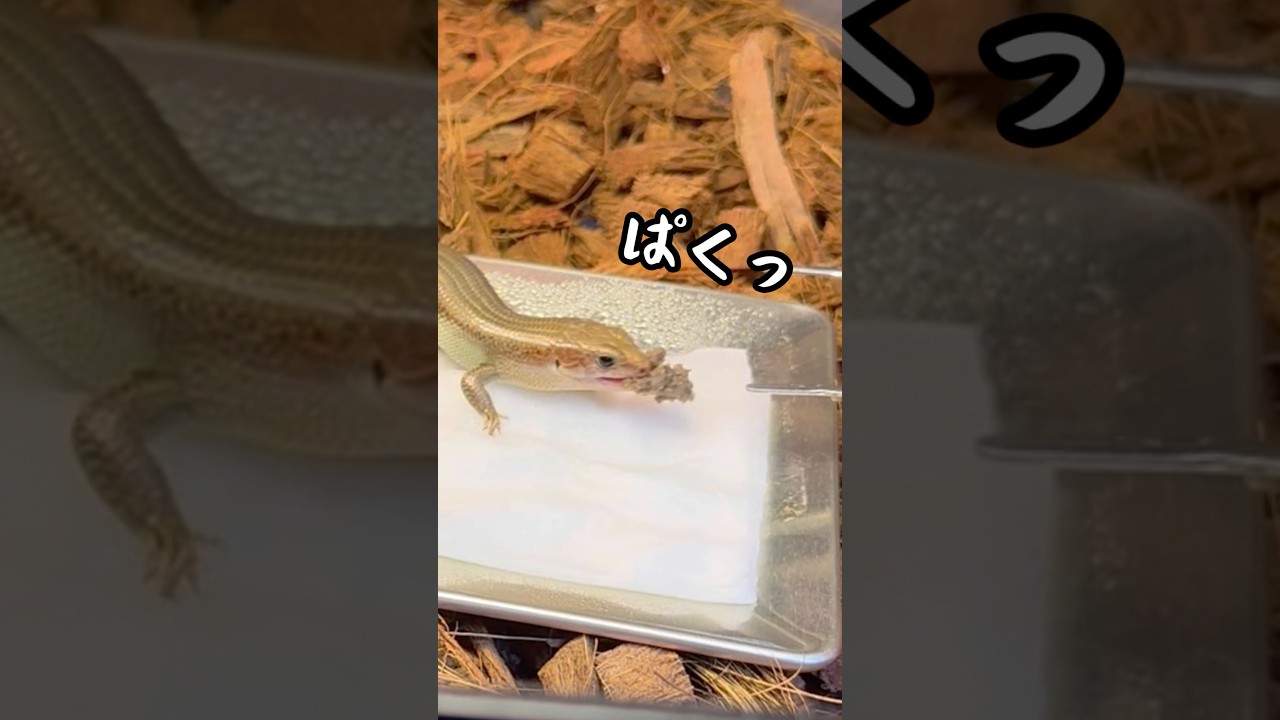 100%人間が育てたトカゲ🦎