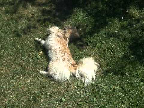 Tibetský španěl po koupání.AVI