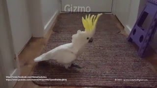 Gizmo Cockatoo - Dancing to Up and Down by Vengaboys