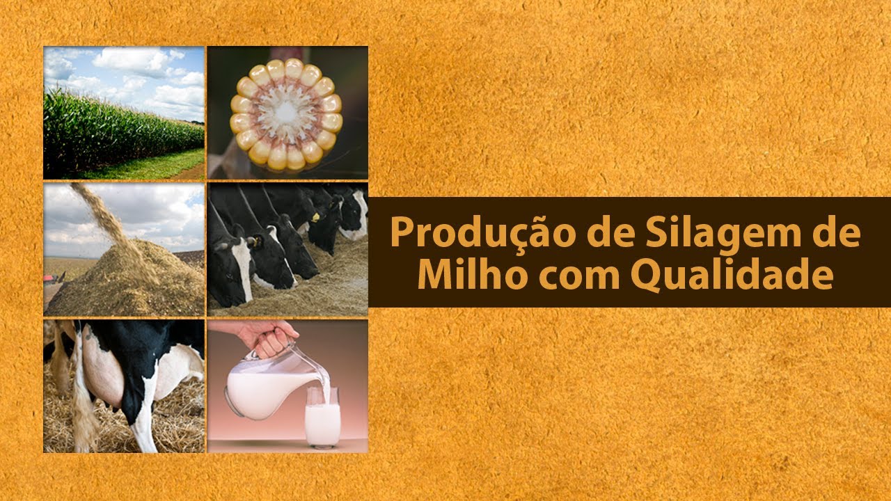 Produção de Silagem de Milho com Qualidade - Palestra Online Pioneer