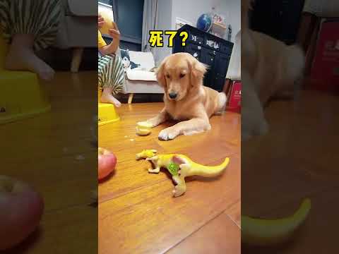 養狗的人