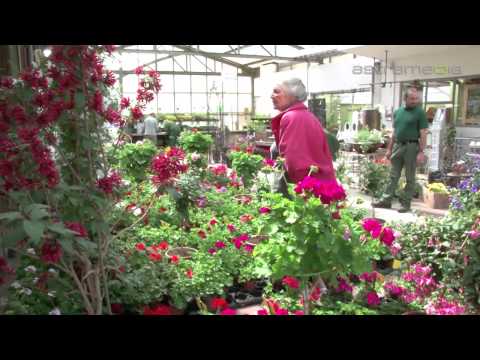 Gärtnerei B. Ryffel YouTube-Vdeominiatur 6