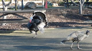 Download Lagu Scrub Jays, Speedy, Sarah, Fluffy, Peafowl, Kali, Park Birds, Wild Turkeys and Stream Thumbnail