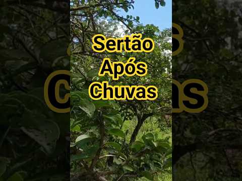 #Caatinga verde após as chuvas. Belo Campo, Bahia.