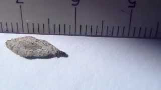 Larva de Phereoeca uterella. Plaster bagworm. Gusano caja. Case Moths, Bag Moths