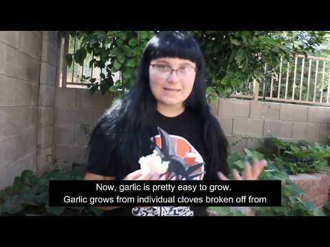 , title : 'Planting Garlic Instructions'