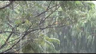 Download lagu Terapi Air || Suara Air Hujan Terapi Burung - Suara Hujan Untuk Tidur mp3 Download lagu Terapi Air || Suara Air Hujan Terapi Burung - Suara Hujan Untuk Tidur mp3