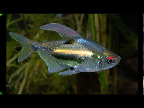 Different types of Tetra fish | Tetra fish species | Tetra fish varieties