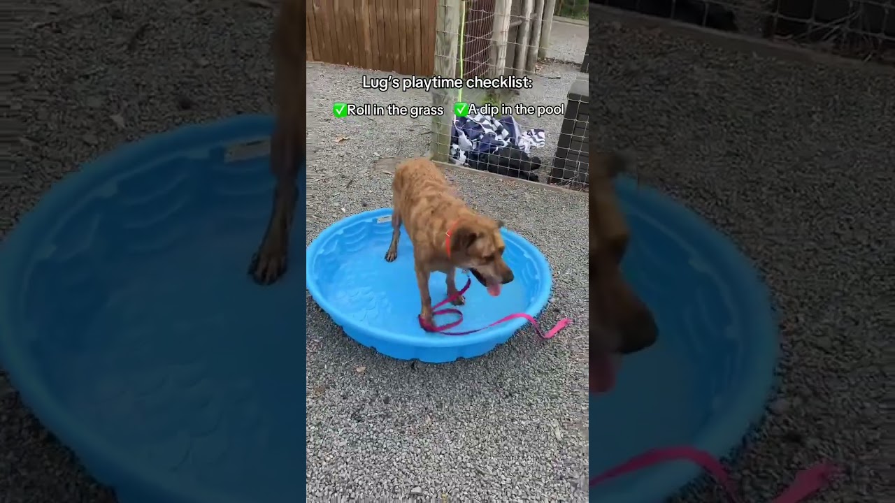 Enlarge Bug, a Adoptable mixed breed in Birdsboro, PA video 6/6