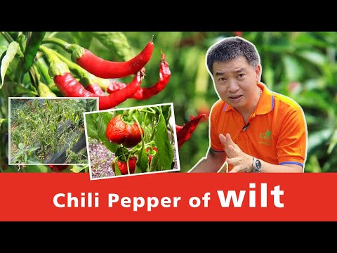 Chili Pepper of wilt | Pepper plant diseases