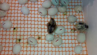 2 Chicks Hatched on Day-20 Egg Incubator RESULT