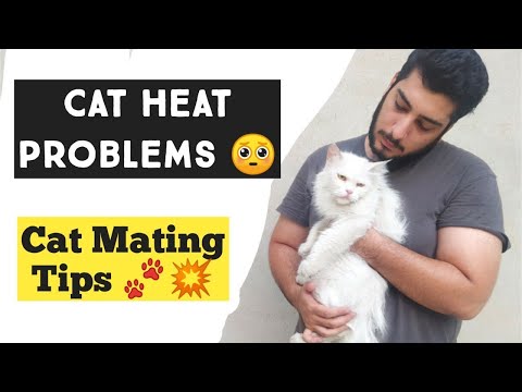 Cat Heat Problems ; When to do Your Cat breed  Best time for Cat breeding