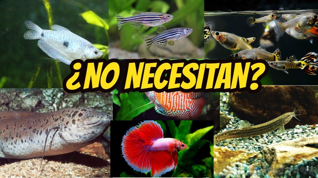 2 ¡PECES QUE NO NECESITAN OXÍGENO! top+aclaración-friscomisco