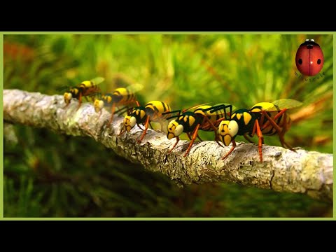 The Chocolate Chase! 🍫 Minuscule 🍃 35' Compilation