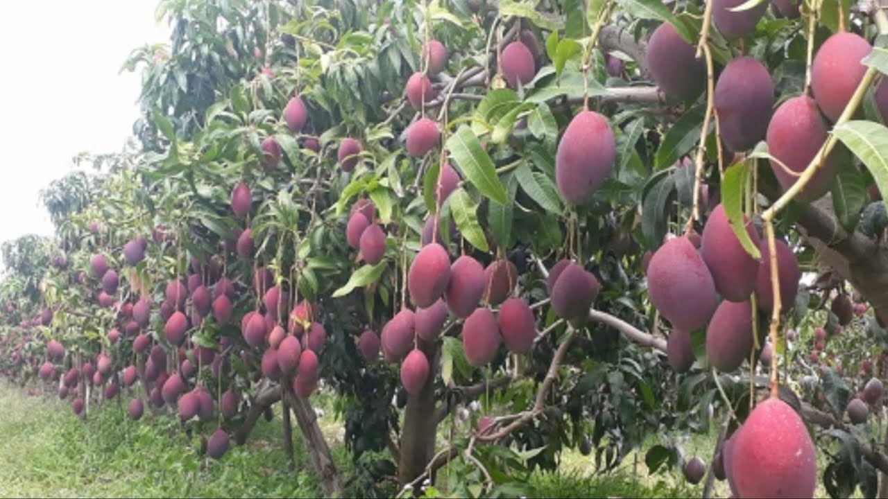 Plantação de manga Tommy em uma pequena área de terra.😱