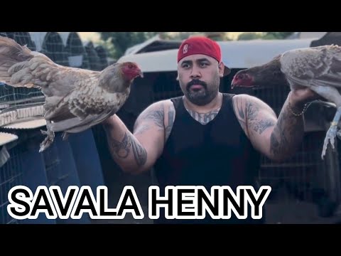 Beautiful White Black Chocolate Hennie - Savala Fowl Modesto California 💯👍