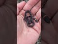 Cute Baby Snake