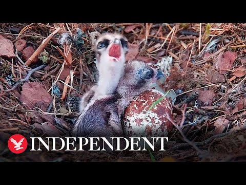 Second osprey chick hatches at Scottish wildlife reserve