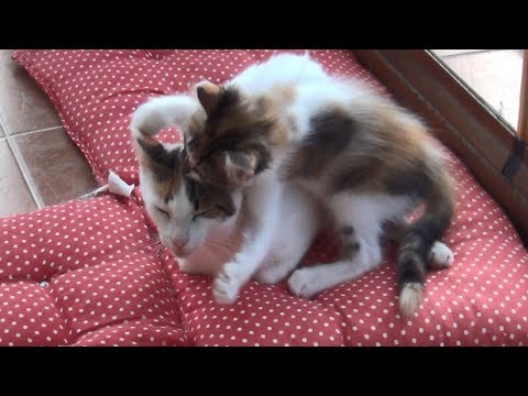 Hyperactive Kittens Finally Drove The Mother Cat Crazy!!