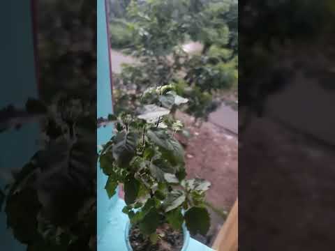 #youtuber #youtubeshorts #krishna #god #motivation #sushree