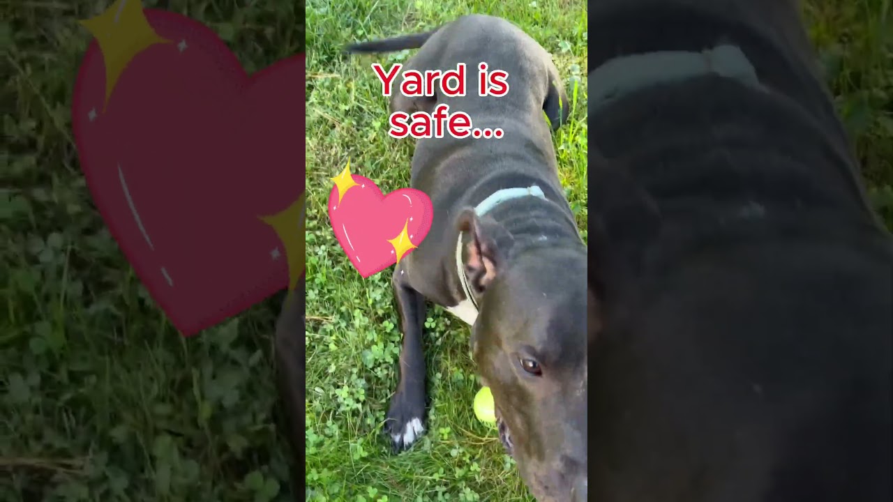 Enlarge Bobby, a Adoptable mixed breed in Greenbelt, MD video 5/5