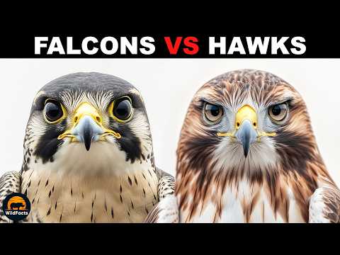 What Is The Difference Between Falcons And Hawks?