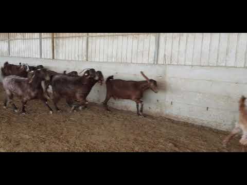 , title : 'Shami goats'
