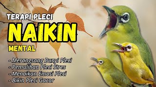 Download lagu Terapi Naikan Mental Pleci dan Bikin Gacor mp3