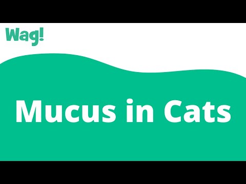 Mucus in Cats | Wag!