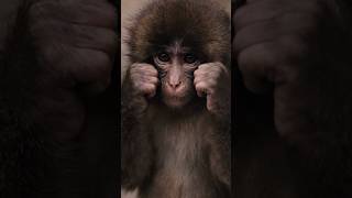 #punch #punchkun #monkeypunch #fightback