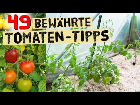 Many tried and tested tips for your tomato plants - Complete growing guide with proven advice