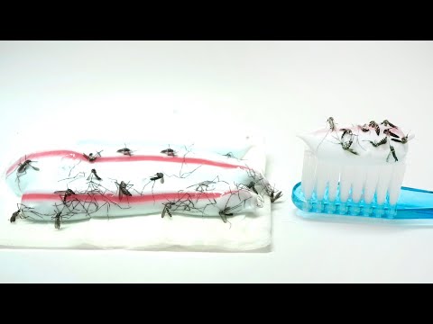 コーヒーかすが嫌いな昆虫は何ですか?忌避剤としてどのように使用しますか？  庭園