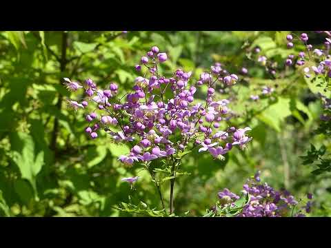 Thalictrum rochebrunianum