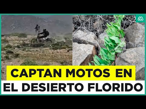 Denuncian a motoqueros que dañaron desierto florido en la costa de Huasco