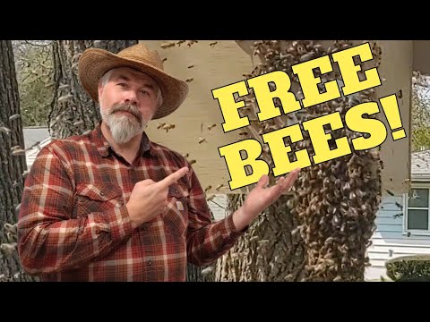 YOU can Get Honeybees for FREE by Catching Swarms!