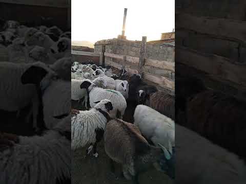 , title : 'овцы тувинской породы на продажу и экспорт в Узбекистан WhatsApp+7 988 074 90 66  Кайрат'