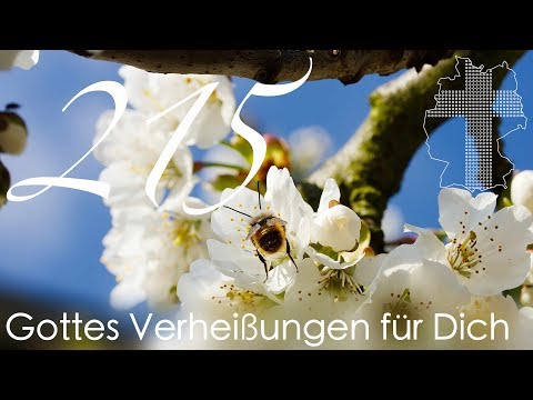 Gottes Verheißungen für Dich - Römer 6,14 | Videokalender 215/365 - Deutschland braucht JESUS