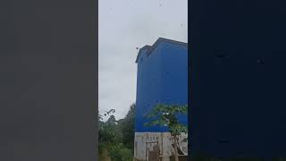 Download lagu paket suara Raja 👑 Tempel ini bang mp3 Download lagu paket suara Raja 👑 Tempel ini bang mp3