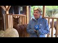 Na bijna een jaar zwangerschap staan de alpaca's op het punt van bevallen