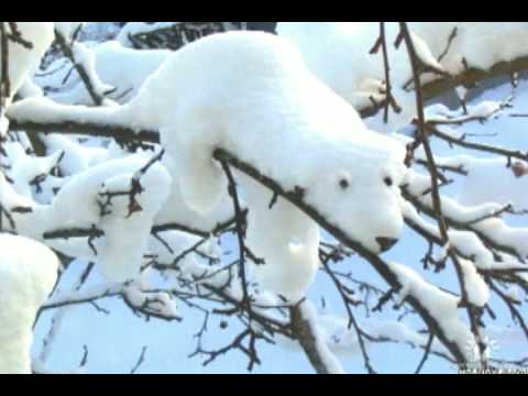 Jaromír Nohavica - Grónská písnička