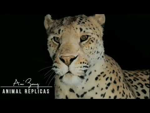 Faux Taxidermy full-sized African Leopard Replica mount by 'Animal Replicas'